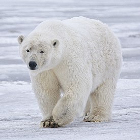 Белый медведь на Аляске