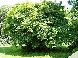 Клекачка колхидская (Staphylea colchica)