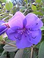 Тибучина Урвиля (Tibouchina urvilleana)