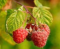 Плоды малины (Rubus idaeus)