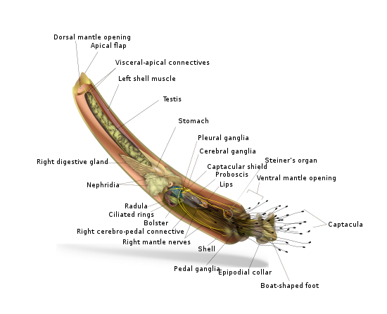Анатомическая диаграмма Rhabdus rectius
