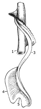 Клаузилий Cochlodina laminata