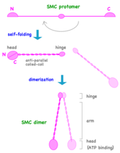 Изменение структуры SMC-белка в процессе фолдинга и образование димера (процесс димеризации).