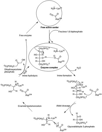 Reaction mechanism for aldol cleavage of fructose 1,6-bisphosphate