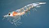 Northern krill