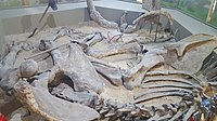 Реконструкция места раскопок скелета степного мамонта
