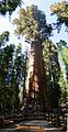 Дерево «Генерал Шерман» в национальном парке «Секвойя» в Калифорнии