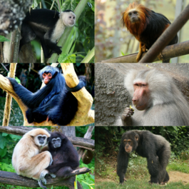 1-й ряд: обыкновенный капуцин, золотистоголовая львиная игрунка; 2-й ряд: краснолицая коата, гамадрил; 3-й ряд: белорукий гиббон, обыкновенный шимпанзе