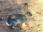 Sylvilagus audubonii Степной кролик