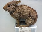 Sylvilagus brasiliensis бразильский кролик (чучело)