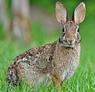 Sylvilagus palustris hefneri Болотный кролик