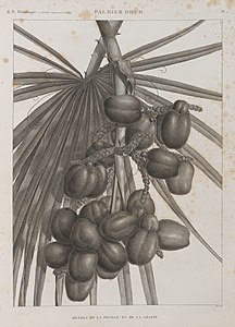 Гифена фивийская, дум-пальма (Cucifera thebaïca). Листья и гроздь