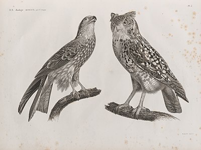 1. Чёрный коршун (Milvus ater); 2. Аскалафус, или египетская сова (Strix ascalaphus)