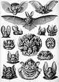 Рукокрылые (Chiroptera)