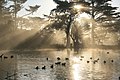 Лесные сумеречные лучи в Golden Gate Park