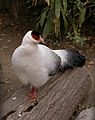 White-eared Pheasant (en:Crossoptilon crossoptilon)