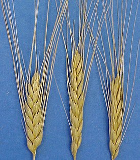 Triticum dicoccon