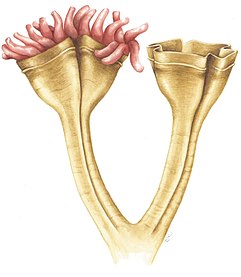 Auroralumina attenboroughii — примитивное стрекающее из эдиакарского периода