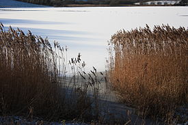 Тростник обыкновенный. Заросли растения на берегу замёрзшего озера, Северная Ирландия