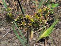 Juncus xiphioides