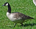 Канадская казарка (Branta canadensis)