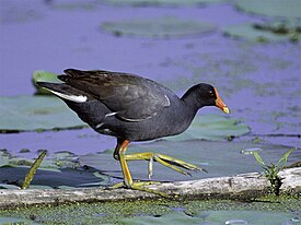 Камышница (Gallinula chloropus)