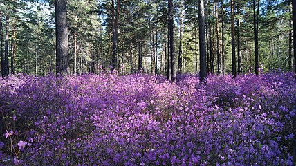 Рододендрон даурский (Багульник)