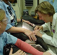 Проведение внутрикожного теста на аллергию у собаки