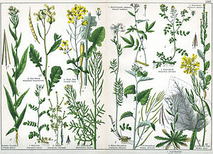 1. Сердечник луковичный (Cardamine bulbifera) 2. Сердечник луговой (Cardamine pratensis) 3. Сердечник горький (Cardamine amara) 4. Жеруха обыкновенная (Nasturtium officinale) 5. Резушка песчаная (Arabidopsis arenosa) 6. Вяжечка голая (Turritis glabra) 7. Чесночница черешчатая (Alliaria petiolata) 8. Сурепка обыкновенная (Barbarea vulgaris) 9. Дескурайния Софии (Descurainia sophia) 10. Гулявник лекарственный (Sisymbrium officinale) 11. Репа (Brassica rapa) 12. Горчица чёрная (Brassica nigra) 13. Редька полевая (Raphanus raphanistrum)