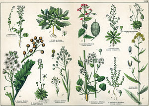 1. Бурачок бурачниковидный (Alyssum alyssoides) 2. Крупка весенняя (Erophila verna) 3. Ложечница лекарственная (Cochlearia officinalis) 4. Кресс-салат (Lepidium sativum) 5. Пастушья сумка обыкновенная (Capsella bursa-pastoris) 6. Тисдалия голостебельная (Teesdalia nudicaulis) 7. Иерихонская роза (Anastatica hierochuntica) 8. Вайда красильная (Isatis tinctoria) 9. Рыжик посевной (Camelina sativa) 10. Катран приморский (Crambe maritima) 11. Лунник однолетний (Lunaria annua)