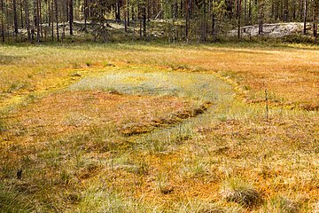 Верховое болото на относительно поздней стадии формирования