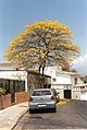 Дерево арагуаней (Tabebuia chrysantha) на улице Каракаса