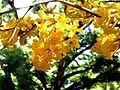 Tabebuia chrysotricha