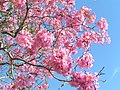 Розовое ипе (Tabebuia impetiginosa)