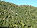 Хвойный лес на склонах Троодоса