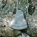 Трутовик настоящий (Fomes fomentarius) на стволе берёзы