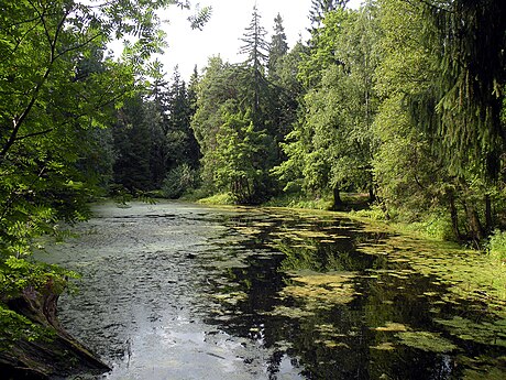 Шувалово. Пруд в парке. 2010 год