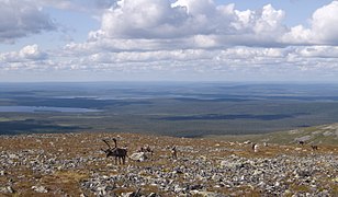 Северные олени на Тайваскеру