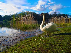 Лебедь шипун, Вильнюс, Литва