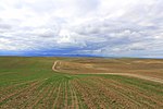 Пшеничные поля Ходжавендского района