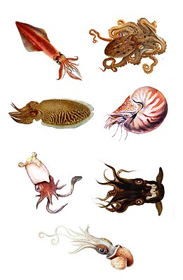 Головоногие: 1 — обыкновенный кальмар, 2 — осьминог, 3 — каракатица, 4 — наутилус, 5 — спирула, 6 — адский вампир, 7 — сепиола