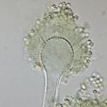 Аспергилл жёлтый (Aspergillus flavus) или просто жёлтая плесень, один из самых распространённых (организм-космополит) токсинообразующих плесневых грибов-микромицетов. Продуцирует сильнейшие гепатоканцерогены и гепатотоксины — афлатоксины, опасен и патогенен для животных и человека[167]. Контаминирует многие пищевые продукты и сырьё, но в основном растительного происхождения (субстратом служат продукты с повышенным содержанием крахмала и растительных масел — зерновые, бобовые, масличные культуры, некоторые виды сухофруктов итд.). Токсинообразование происходит при довольно высоких значениях влажности и температуры[168].