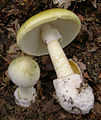 Бледная поганка (Amanita phalloides), самый распространённый на Земле смертельно ядовитый гриб рода Аманита (Мухомор)[79] (недоступная ссылка)[80]. Впервые аматоксины были обнаружены именно в этом грибе, откуда и получили своё название. Один гриб способен накапливать до 10 мг аматоксинов — смертельную дозу для взрослого человека[81] (недоступная ссылка).