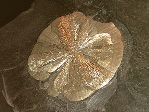 «Пиритовый доллар», добытый в штате Аризона, диаметр 10 см