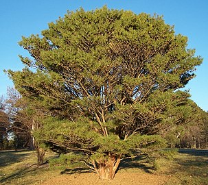 Садовая форма 'Umbraculifera'