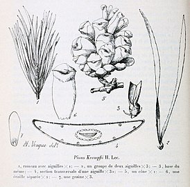 Ботаническая иллюстрация из Bull. Mus. Natl. Hist. Nat. 27: 192. (1921)