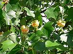 Tulip Poplar tree