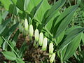 Купена аптечная (Polygonatum odoratum) c однобочным расположением листьев