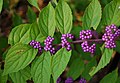 Красивоплодник вильчатый (Callicarpa dichotoma (Lour.) K. Koch)