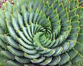 Aloe polyphylla со спиральным расположением листьев